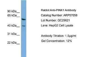 WB Suggested Anti-PINX1  Antibody Titration: 0. (PINX1 antibody  (Middle Region))