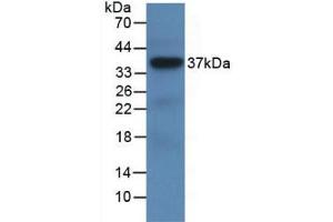 Western Blot; Sample: Recombinant LRG1, Human. (LRG1 antibody  (AA 37-340))