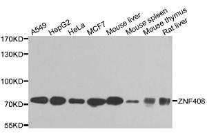 Western blot analysis of extracts of various cell lines, using ZNF408 antibody (ABIN5974874) at 1/1000 dilution. (ZNF408 antibody)
