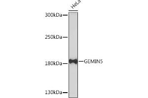 Western blot analysis of extracts of HeLa cells, using GEMIN5 Rabbit pAb (ABIN7267367) at 1:1000 dilution. (GEMIN5 antibody  (AA 750-950))