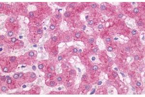 Anti-OXER1 antibody  ABIN1049190 IHC staining of human liver. (OXER1 antibody  (C-Term))