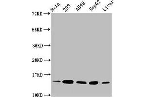 Western Blot Positive WB detected in: Hela whole cell lysate, 293 whole cell lysate, A549 whole cell lysate, HepG2 whole cell lysate, Rat liver tissue All lanes: HIST1H2BC antibody at 0. (Histone H2B antibody)