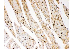 Anti- Dystrophin Picoband antibody, IHC(P) IHC(P): Rat Cardiac Muscle Tissue (Dystrophin antibody  (AA 3076-3404))