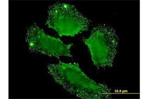 Immunofluorescence (IF) image for anti-SH2 Domain Containing 3C (SH2D3C) (AA 1-110) antibody (ABIN564333)