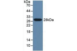 Western blot analysis of recombinant Mouse CYP2E1.