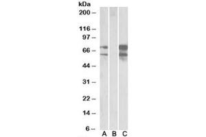 Western blot of HEK293 lysate overexpressing human NRXN1-FLAG probed with Neurexin 1 antibody (0.