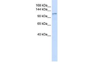 Western Blotting (WB) image for anti-Diacylglycerol Kinase, eta (DGKH) antibody (ABIN2458957) (DGKH antibody)