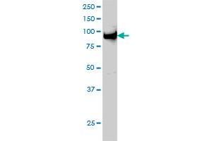 Western Blotting (WB) image for anti-Ubiquitin-Like, Containing PHD and RING Finger Domains, 1 (UHRF1) (AA 694-793) antibody (ABIN565416)