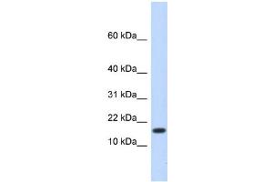 WB Suggested Anti-HERC4 Antibody Titration:  0. (HERC4 antibody  (N-Term))