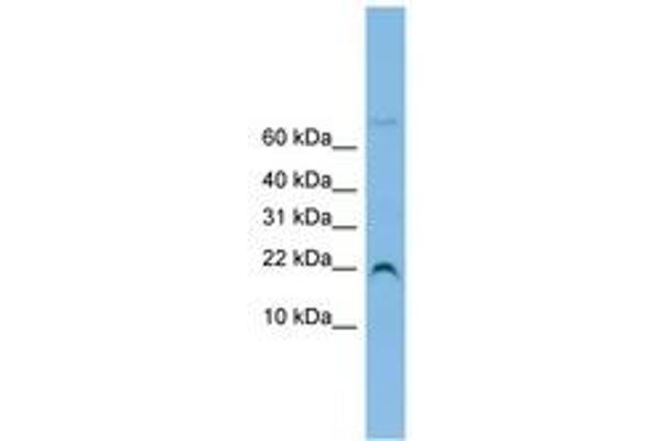 NHP2L1 antibody  (N-Term)