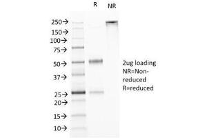 SDS-PAGE Analysis of Purified, BSA-Free TL1A Antibody (clone VEGI/1283).