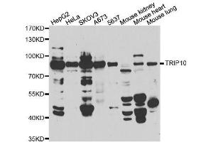Western blot analysis of extracts of various cell lines, using TRIP10 antibody. (TRIP10 antibody  (AA 246-545))