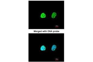 Immunofluorescence (IF) image for anti-Heterogeneous Nuclear Ribonucleoprotein A1 (HNRNPA1) antibody (ABIN2856277)