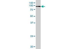 VIL1 MaxPab rabbit polyclonal antibody. (Villin 1 antibody  (AA 1-421))