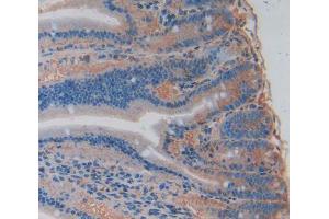 Figure. (GAL4 antibody  (AA 19-324))
