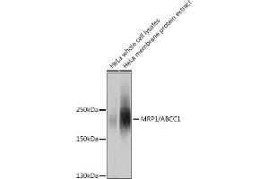 Western blot analysis of extracts of HeLa cells, using MRP1/ antibody (ABIN6129852, ABIN6136353, ABIN6136354 and ABIN6215081) at 1:1000 dilution. (ABCC1 antibody  (AA 850-960))