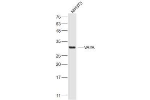 NIH/3T3 lysates probed with VAPA Polyclonal Antibody, Unconjugated  at 1:300 dilution and 4˚C overnight incubation. (VAPA antibody  (AA 101-200))