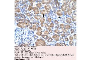 Human kidney (POU4F3 antibody  (Middle Region))
