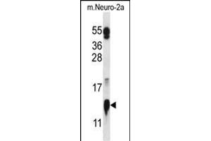 COX5A Antibody (N-term) (ABIN657078 and ABIN2837889) western blot analysis in mouse Neuro-2a cell line lysates (35 μg/lane). (COX5A antibody  (N-Term))