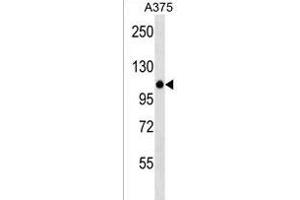 ZN Antibody (N-term) (ABIN1538972 and ABIN2838226) western blot analysis in  cell line lysates (35 μg/lane). (ZNF729 antibody  (N-Term))