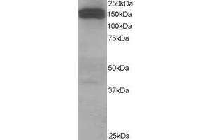 ABIN184834 staining (1µg/ml) of Human Testis lysate (RIPA buffer, 35µg total protein per lane). (Dynactin 1 antibody  (C-Term))