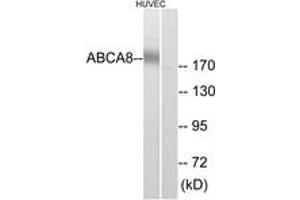 Western Blotting (WB) image for anti-ATP-Binding Cassette, Sub-Family A (ABC1), Member 8 (ABCA8) (AA 1151-1200) antibody (ABIN2890146) (ABCA8 antibody  (AA 1151-1200))