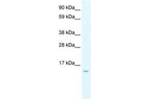 Image no. 1 for anti-Chemokine (C-C Motif) Ligand 7 (CCL7) (AA 30-79) antibody (ABIN6736363) (CCL7 antibody  (AA 30-79))