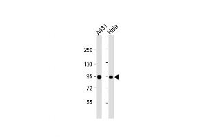 Western Blot at 1:1000 dilution Lane 1: A431 whole cell lysate Lane 2: Hela whole cell lysate Lysates/proteins at 20 ug per lane. (HSP90AB1 antibody  (AA 403-431))