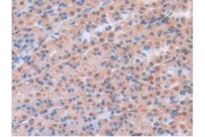 IHC-P analysis of Rat Stomach Tissue, with DAB staining. (Leptin antibody  (AA 22-167))