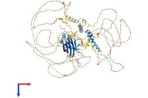 Microtubule-Associated Protein 10 (MAP10) (AA 1-905) protein (His tag)
