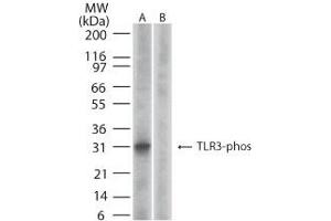 Image no. 2 for anti-Toll-Like Receptor 3 (TLR3) (AA 750-800), (pTyr759) antibody (ABIN210577) (TLR3 antibody  (pTyr759))