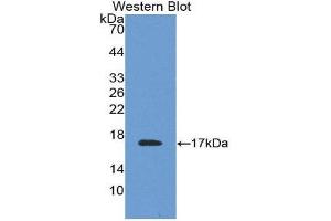 Western Blotting (WB) image for anti-Transthyretin (TTR) (AA 21-147) antibody (ABIN1078614) (TTR antibody  (AA 21-147))