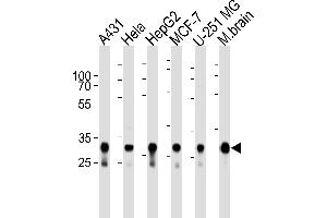 Western blot analysis of lysates from A431, Hela, HepG2, MCF-7, U-251 MG cell lines and mouse brain tissue lysate (from left to right), using CYC1 Antibody (Center) (ABIN1944852 and ABIN2838554). (Cytochrome C1 antibody  (AA 142-176))