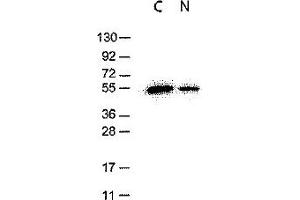 Western Blotting (WB) image for anti-DYKDDDDK Tag antibody (ABIN400789) (DYKDDDDK Tag antibody)