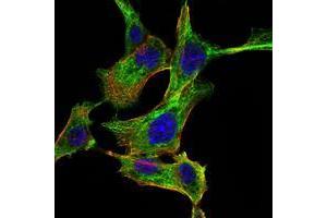 Immunofluorescence analysis of NIH/3T3 cells using CHUK mouse mAb (green). (IKK alpha antibody)