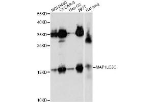 Western blot analysis of extracts of various cell lines, using MAP1LC3C antibody.