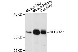 Western blot analysis of extracts of various cell lines, using SLC7A11 antibody (ABIN6291968) at 1:1000 dilution. (SLC7A11 antibody)