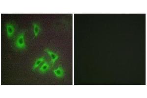 Immunofluorescence (IF) image for anti-BCL2-Like 2 (BCL2L2) (C-Term) antibody (ABIN1850415) (BCL2L2 antibody  (C-Term))