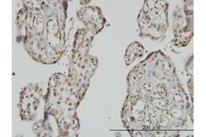 Image no. 1 for anti-Myoneurin (MYNN) (AA 501-611) antibody (ABIN599276) (Myoneurin antibody  (AA 501-611))