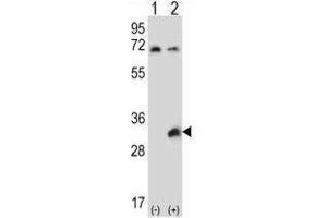 Western blot analysis of TSSK6 (arrow) using rabbit polyclonal TSSK6 Antibody (C-term) . (TSSK6 antibody  (C-Term))