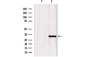 GNMT antibody  (Internal Region)