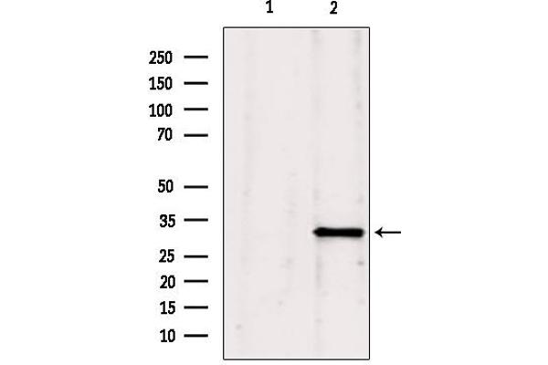 GNMT antibody  (Internal Region)