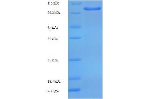 Arylsulfatase G (ARSG) (AA 17-525) protein (His-SUMO Tag)