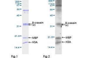 Kinase Activity Assay (KAA) image for Oxidative-Stress Responsive 1 (OXSR1) (AA 1-527) protein (GST tag) (ABIN1313796)