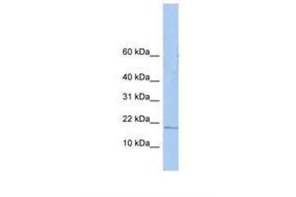 ZNHIT3 antibody  (AA 38-87)