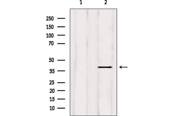 ELAVL2 antibody  (N-Term)