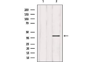 Western blot analysis of extracts from mouse brain, using ELAVL2 Antibody.