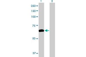 Western Blot analysis of ZNF10 expression in transfected 293T cell line by ZNF10 MaxPab polyclonal antibody.