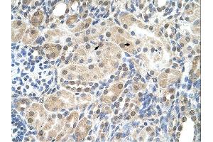 SLC9A9 antibody was used for immunohistochemistry at a concentration of 4-8 ug/ml. (SLC9A9 antibody)