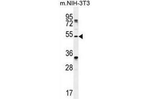 TAPT1 Antibody (C-term) western blot analysis in mouse NIH-3T3 cell line lysates (35µg/lane). (TAPT1 antibody  (C-Term))